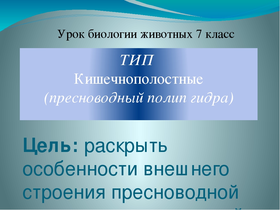 Kraken даркнет что это