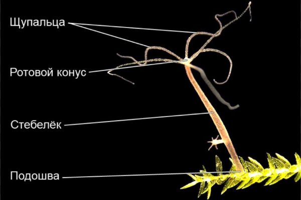 Не могу зайти в аккаунт кракен