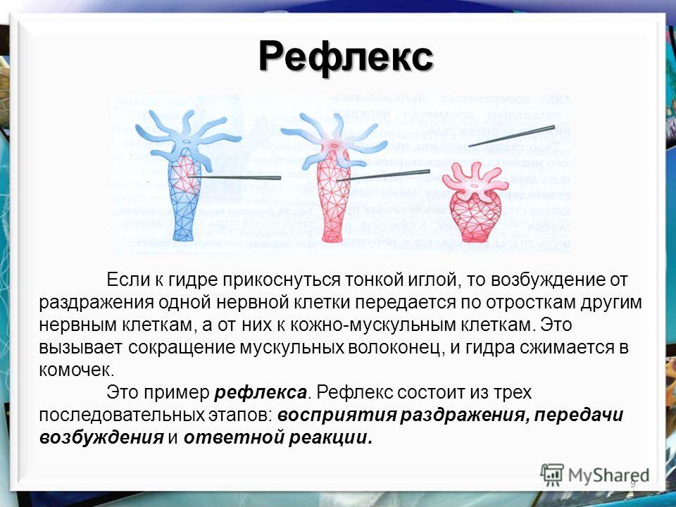 Кракен ссылка прокатис