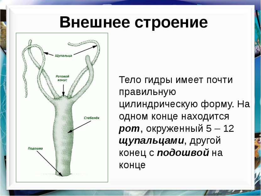 Даркнет сайт скачать